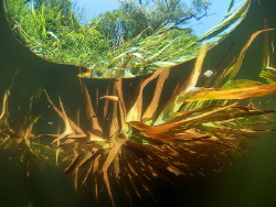 A view of the overgrowth of coastal cane from under water... by Sergey Lisitsyn 